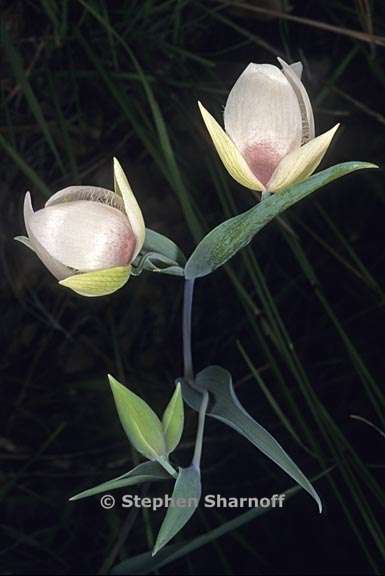 calochortus albus 4 graphic